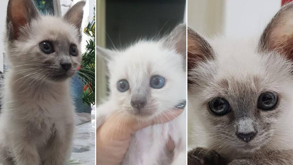 Gatos, mascotas, Ciel