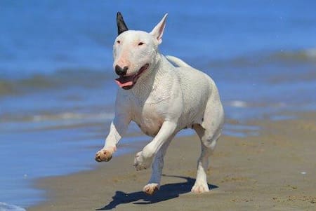 Raza de perros - bozal en Buenos Aires