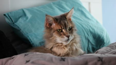 ¿Por qué un gato es más activo por la madrugada?