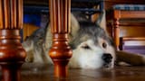 Comportamiento canino: qué significa que tu perro se acueste debajo de la mesa y por qué no siempre es una conducta positiva