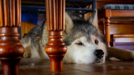¿Qué significado tiene que el perro se acueste debajo de la mesa?