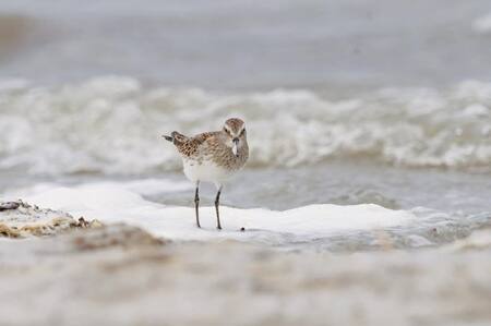 Playa Arroyo Marea, en Chubut. Foto: Instagram / proyectopatagoniaazul.