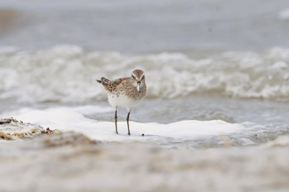 Playa Arroyo Marea, en Chubut. Foto: Instagram / proyectopatagoniaazul.
