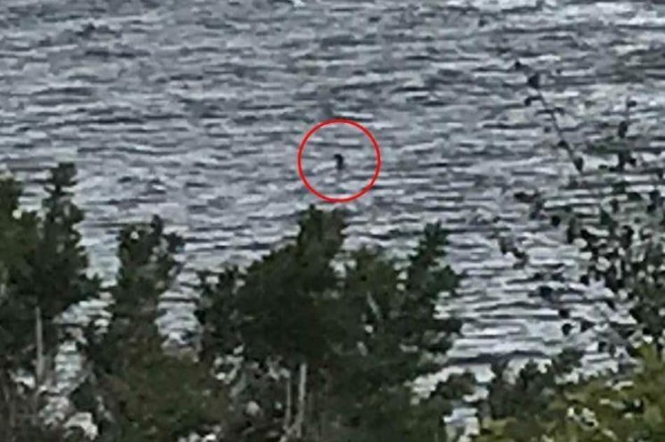 Foto del Monstruo de Lago Ness