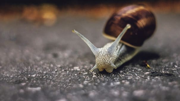 Campaña para salvar a una especie única: todo un país le busca pareja a un particular animal
