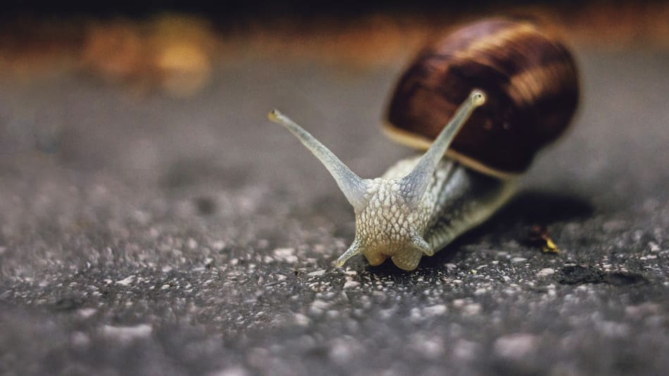 Buscan pareja para un caracol zurdo.