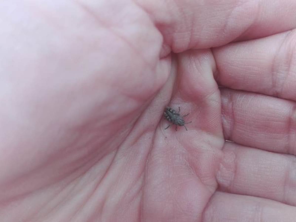 Tucura sapo; “bicho caníbal”; Patagonia argentina.