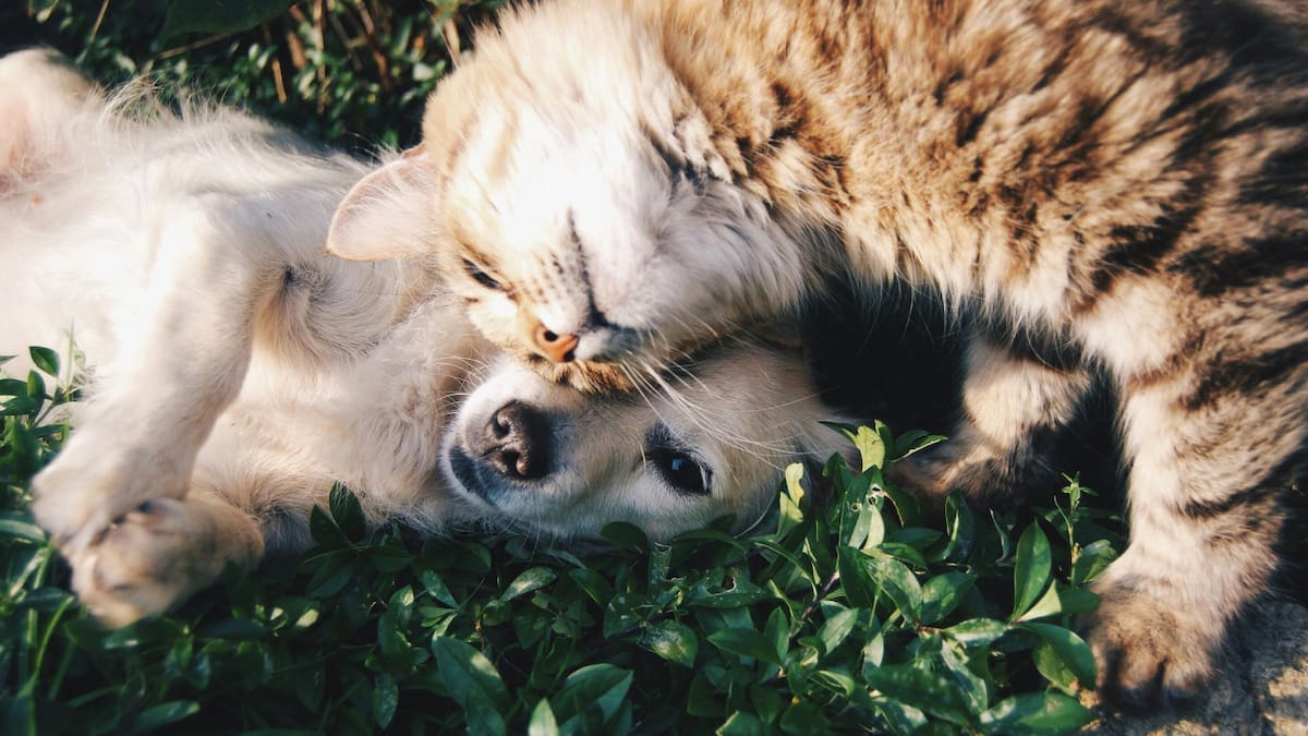 Perro y gato. Foto: Pexels.