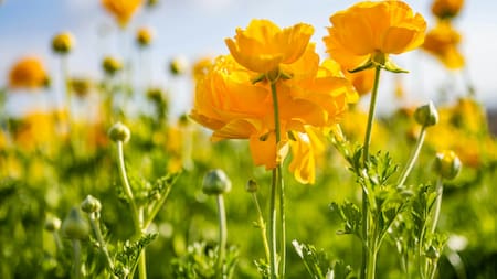 Flores amarillas. Foto: Unsplash