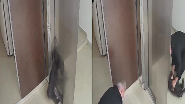 Video dramático: un perro quedó colgado de un ascensor y un vecino le salvó la vida haciéndole RCP