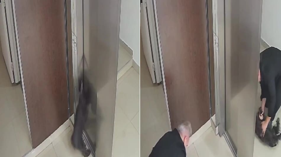 Un perro quedó colgado de un ascensor y un vecino le salvó la vida.