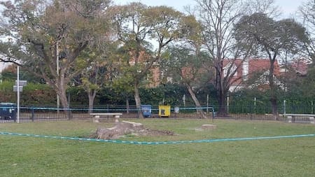 Ombúes talados en San Isidro. Foto: Gentileza Infobae.