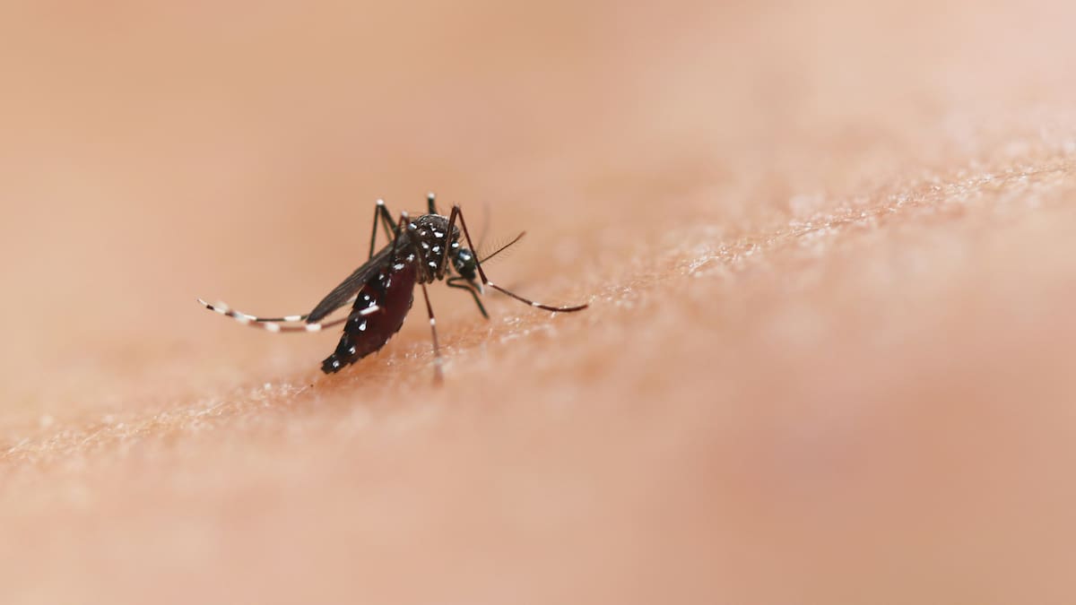 Mosquito.