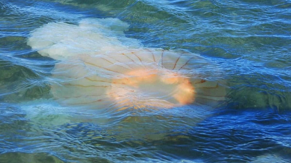 Invasión de medusas en una playa de la Argentina.