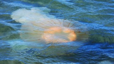 Invasión de medusas en una playa de la Argentina: alertan sobre un posible pico durante enero y febrero