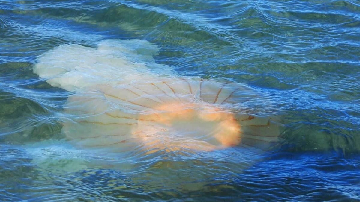 Invasión de medusas en una playa de la Argentina: alertan sobre un posible pico durante enero y febrero
