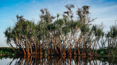 Manglares. Foto: Unsplash