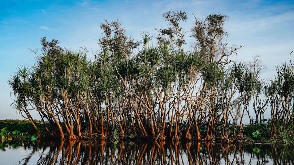 Manglares. Foto: Unsplash