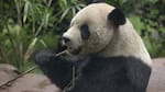 Gran noticia para la conservación del oso panda: dejó de ser una especie en peligro de extinción tras 50 años de lucha