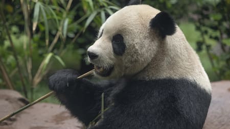 Gran noticia para la conservación del oso panda: dejó de ser una especie en peligro de extinción tras 50 años de lucha