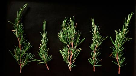 Beneficios del romero. Foto: Unsplash.