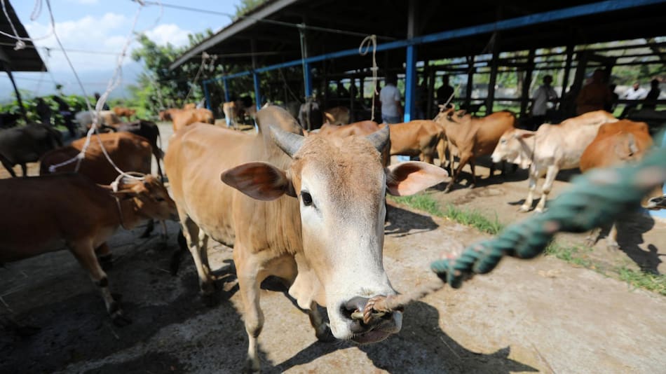 Un barco con ganado quedó varado. Foto EFE.