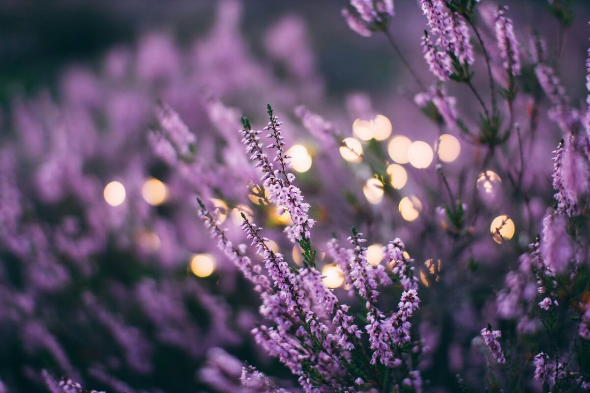 Lavanda. Foto: Unsplash.