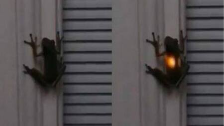 Video viral - rana se come luciérnaga