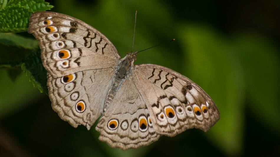 Los contaminantes atmosféricos dificultad la polinización. Foto Unsplash.