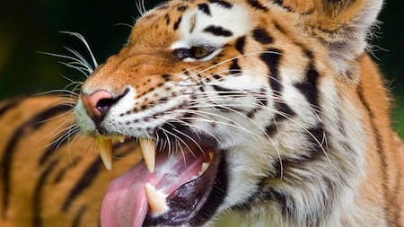 El temible depredador que "volvió a la vida" tras pasar 70 años extinto