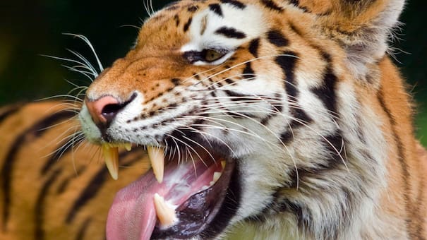 El temible depredador que "volvió a la vida" tras pasar 70 años extinto