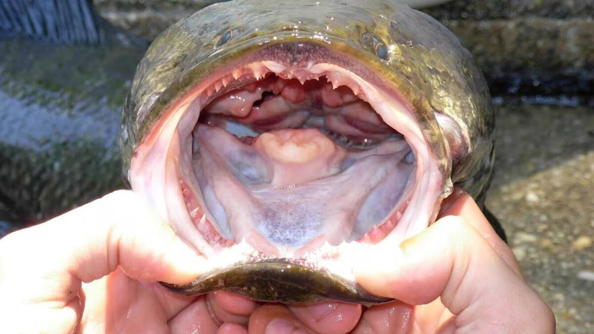 El cabeza de serpiente combina rasgos anfibios y fuerza depredadora (Servicio Geológico de EE. UU.)