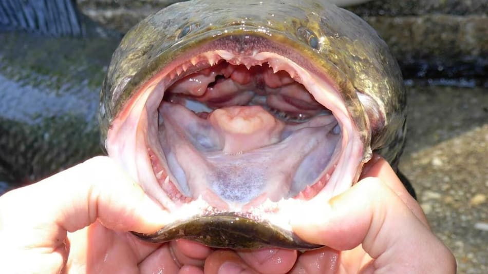 El cabeza de serpiente combina rasgos anfibios y fuerza depredadora (Servicio Geológico de EE. UU.)