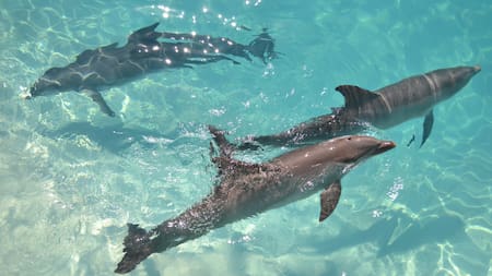 Cuando se habla de animales marinos, comúnmente suelen asociarse a tiburones, delfines, ballenas o peces. Unsplash.