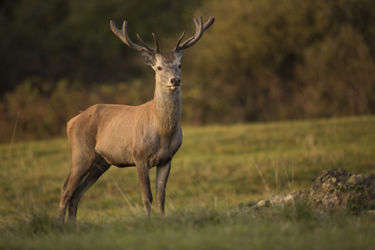 Huemul. Foto: Freepik.