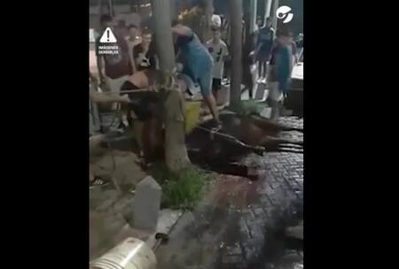 Robaron vacas de un camión y las faenaron en las calles de Mataderos