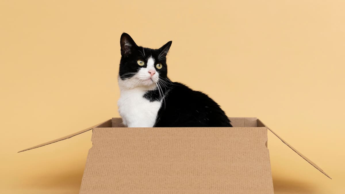 Cómo mudar a un gato sin estrés.