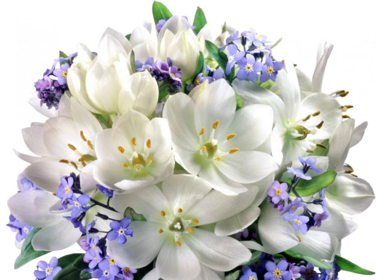 flores, primavera, jazmines