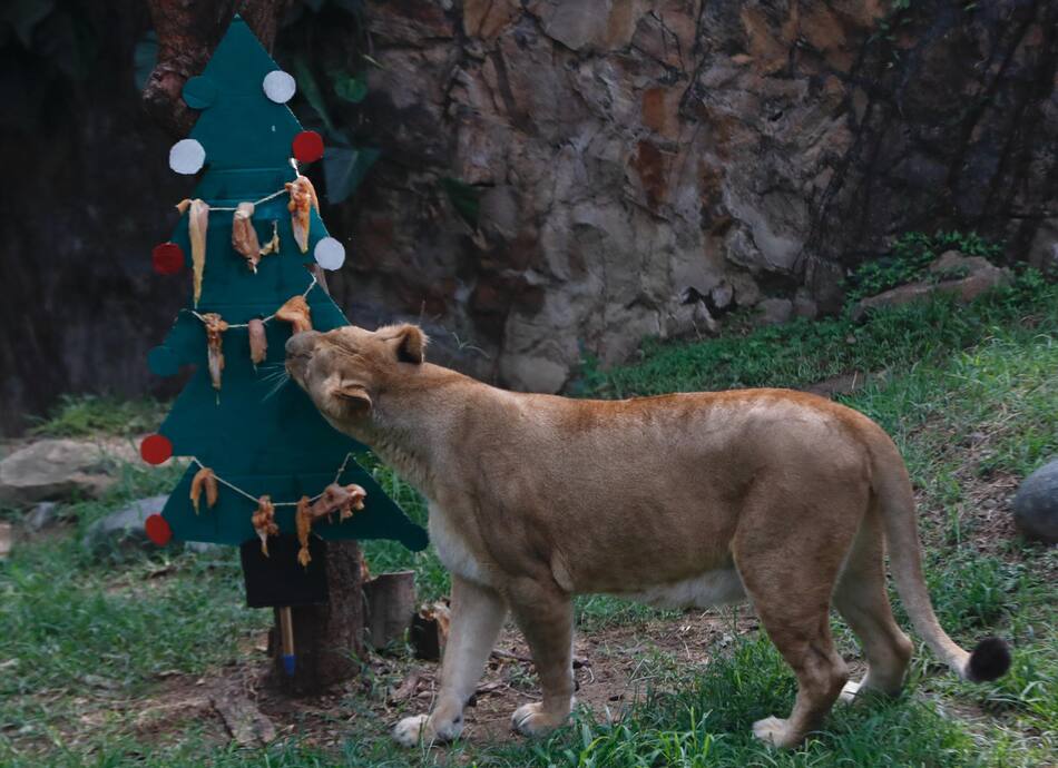 Animales del zoológico de Cali recibieron un delicioso banquete navideño. Foto: EFE