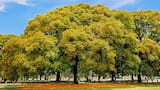 Espectáculo natural: cuál es el árbol que “llora” y tiñe de amarillo las calles de la Ciudad de Buenos Aires