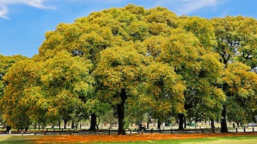 Espectáculo natural: cuál es el árbol que “llora” y tiñe de amarillo las calles de la Ciudad de Buenos Aires