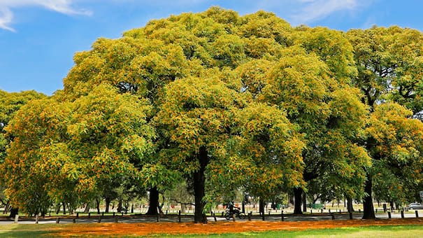 Espectáculo natural: cuál es el árbol que “llora” y tiñe de amarillo las calles de la Ciudad de Buenos Aires