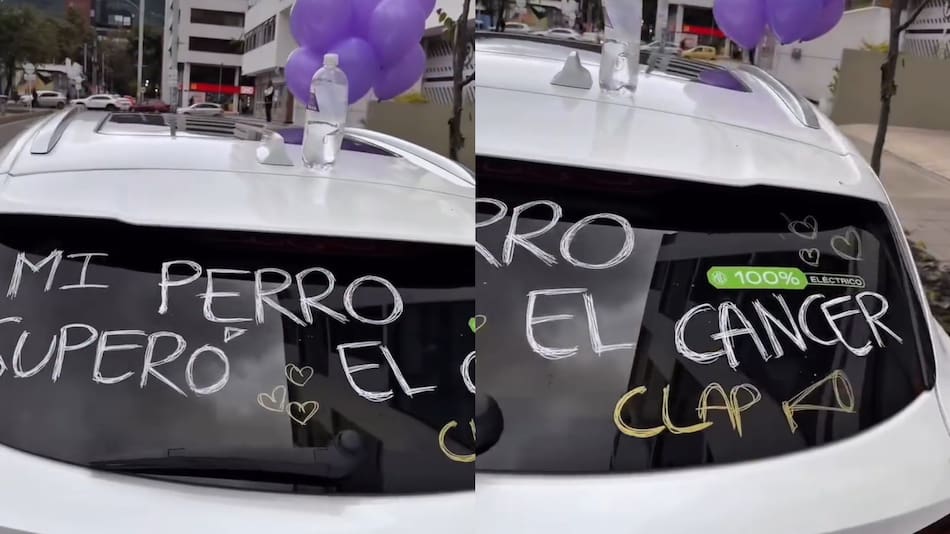 Un perrito superó el cáncer y su dueño lo celebró con un paseo por Buenos Aires.