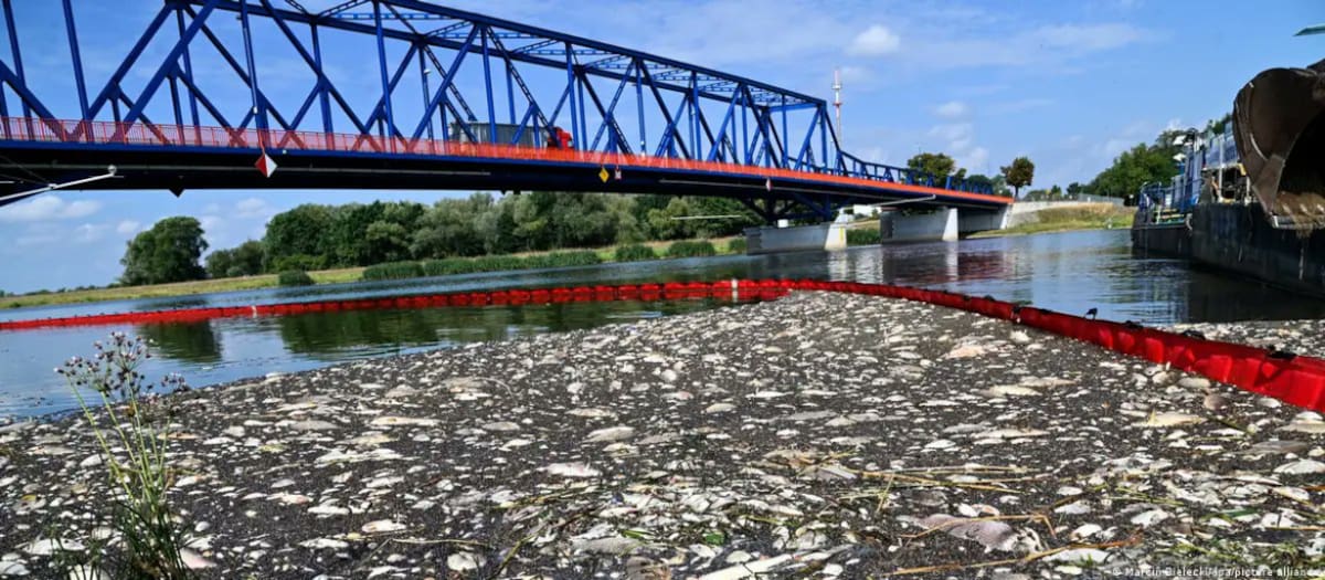 Peces muertos en Polonia. Foto: Twitter/@Lt3am680