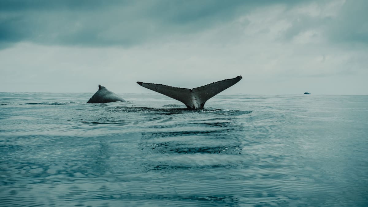 ¿Por qué aumenta el número de ballenas muertas en las costas de Estados Unidos?