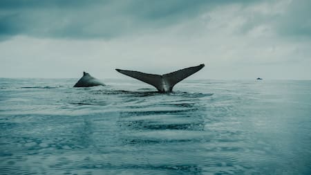 Imagen de la cola de ballena. Foto: Unsplash