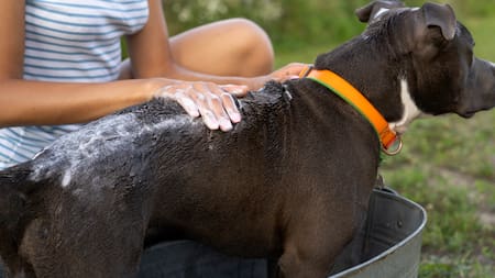 Animales libres de pulga