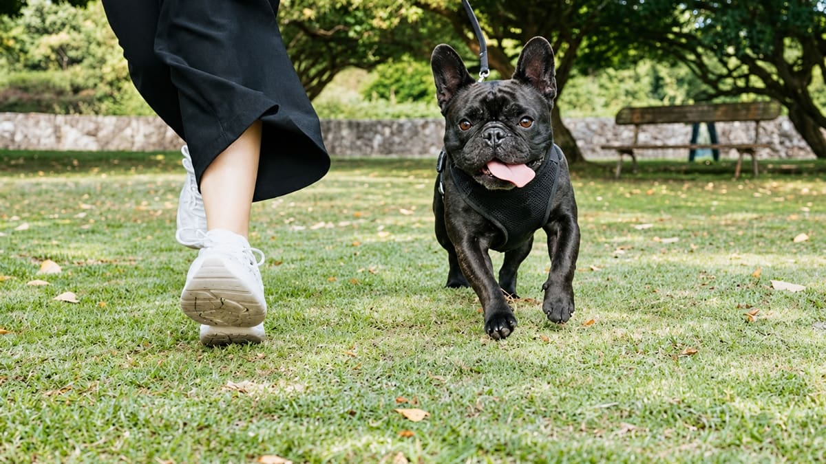 Los veterinarios advierten sobre el bulldog francés y la actividad física: “No pueden hacer un buen intercambio de oxígeno”