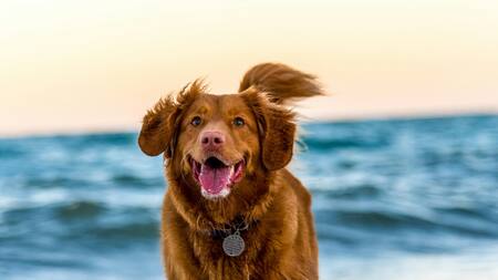 Tips para llevar a tu perro a la playa. Foto Unsplash