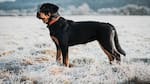 No es el Rottweiler: cuál es la raza de perro más agresiva, según especialistas en comportamiento canino
